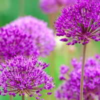allium.jpg