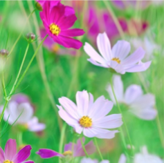cosmos-bipinnatus.jpg