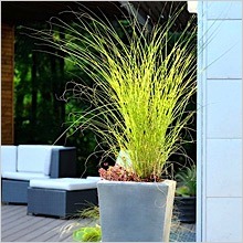 container-plantings.jpg